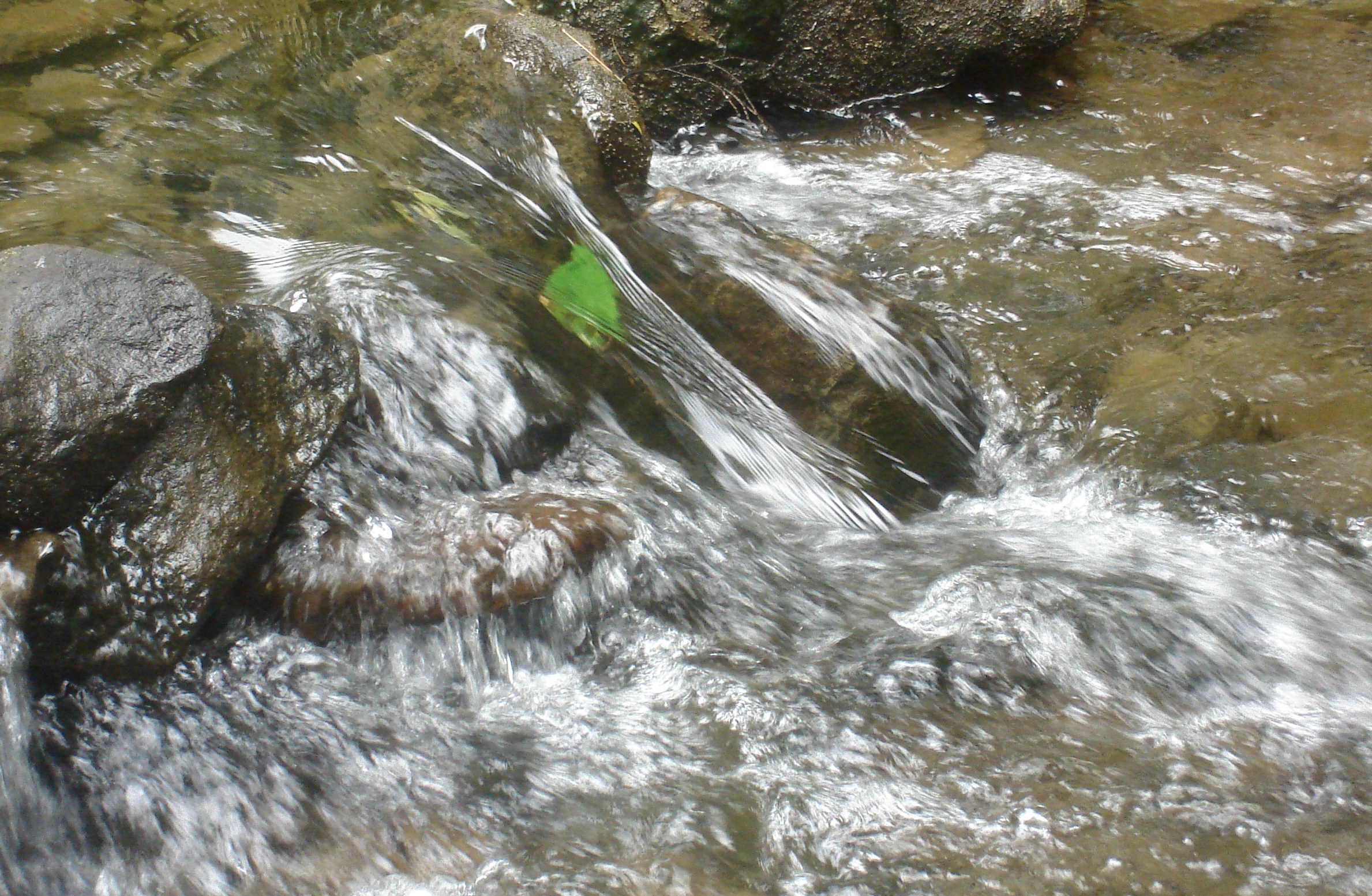 Leaf caught in stream